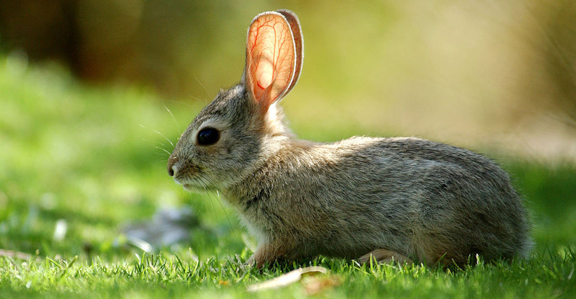 pruebas-cosmeticos-animales-diputados