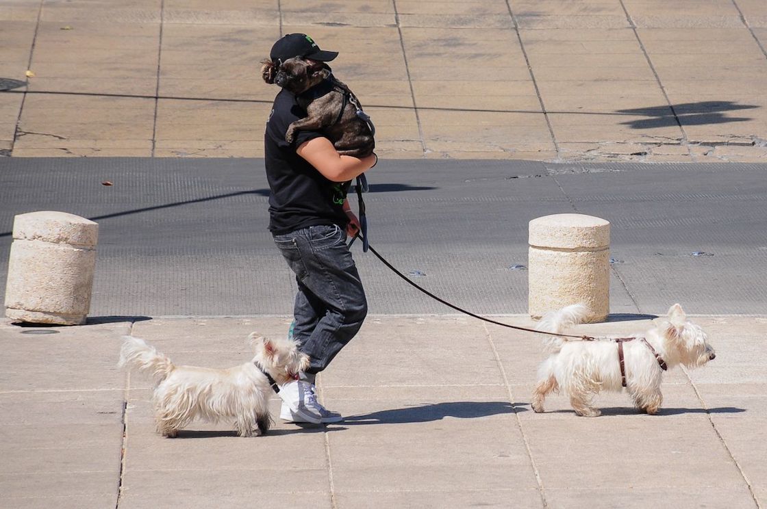 tatuajes-perforaciones-cdmx-animales