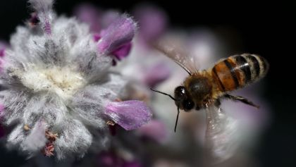 abejas-colmenas-cdmx-rescate
