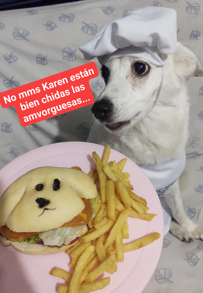 Suaves entregas: Perrita trabaja como repartidora de comida para ayudar a refugio