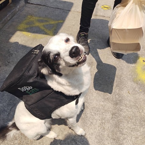 Suaves entregas: Perrita trabaja como repartidora de comida para ayudar a refugio