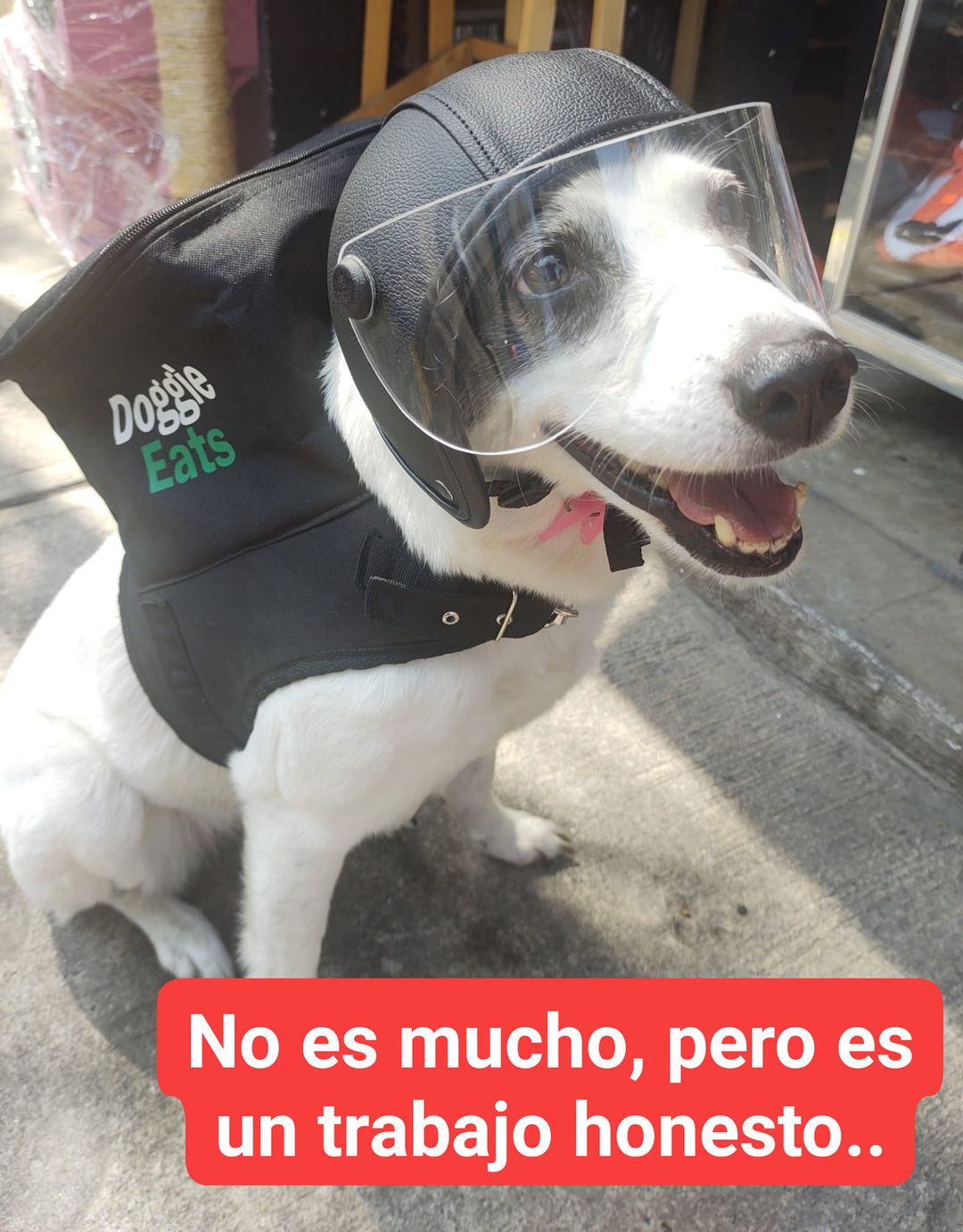 Suaves entregas: Perrita trabaja como repartidora de comida para ayudar a refugio