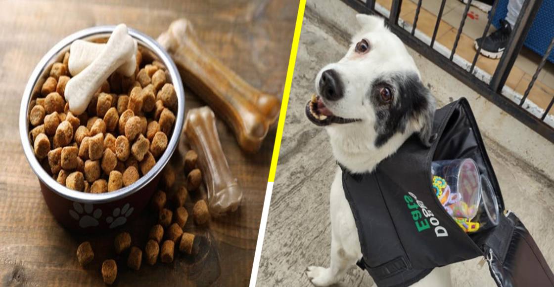 La emotiva historia de ‘Any’, la perrita repartidora que puede llevar comida hasta tu casa