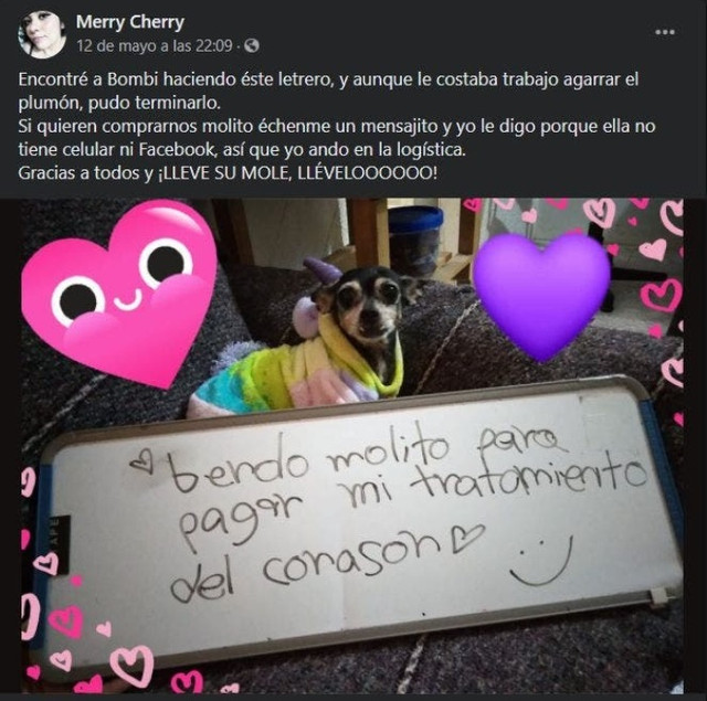 Bombi: La perrita que "vende" mole para pagar su tratamiento del corazón