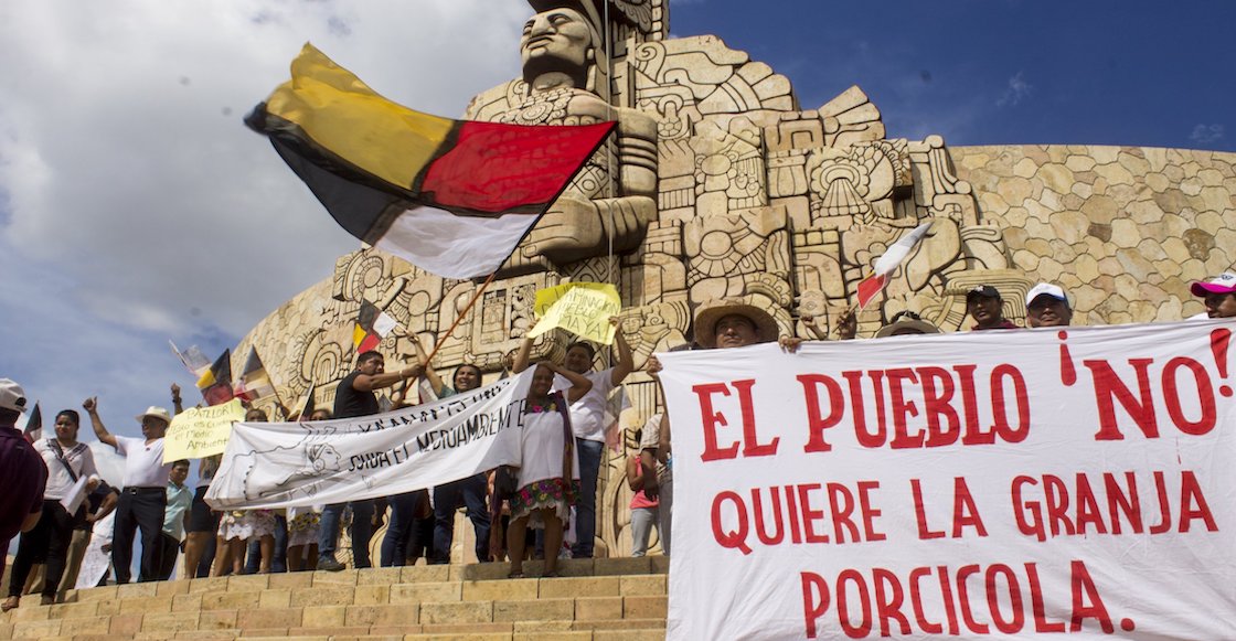 cenotes-yucatan-granja-cerdos