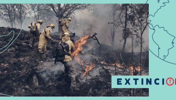extincion-bosque-incendios-la-primavera-guadalajara