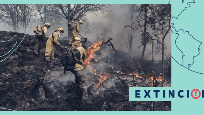 extincion-bosque-incendios-la-primavera-guadalajara
