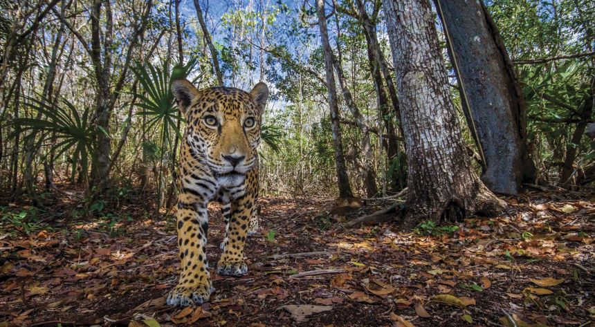¡Bien ahí! Belice protege 100 mil hectáreas de Selva Maya para la conservación del jaguar