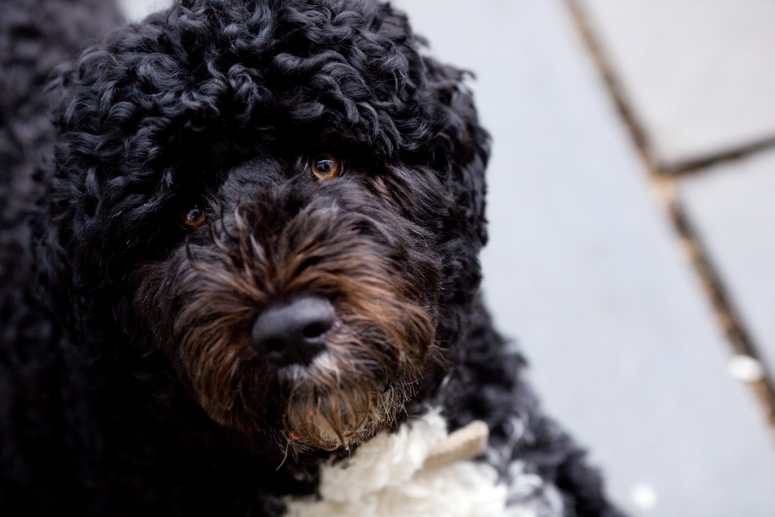 Murió Bo, el perrito de los Obama