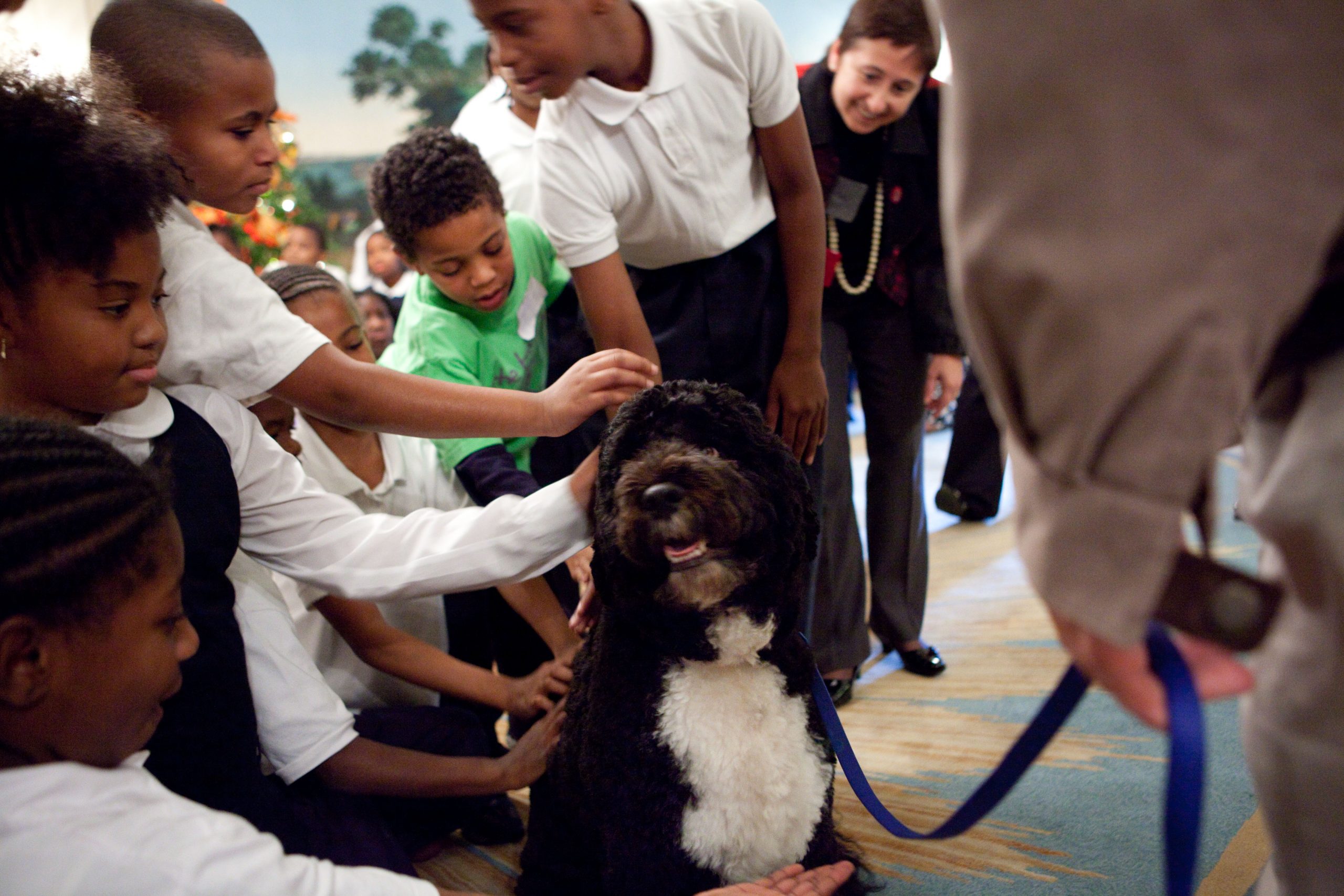 Murió Bo, el perrito de los Obama