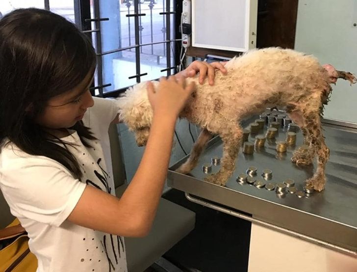Niña donó sus ahorros para salvar a una perrita callejera y terminó adoptándola