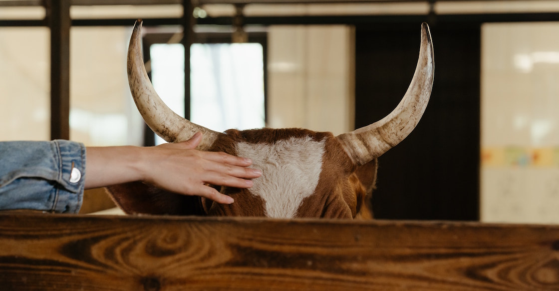 nueva-ley-reino-unido-animales-seres-sintientes-sienten-reglas-dolor-mascotas-01