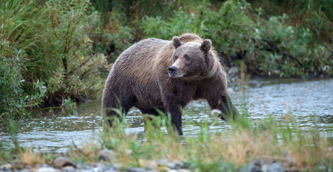 oso-pardo-alaska