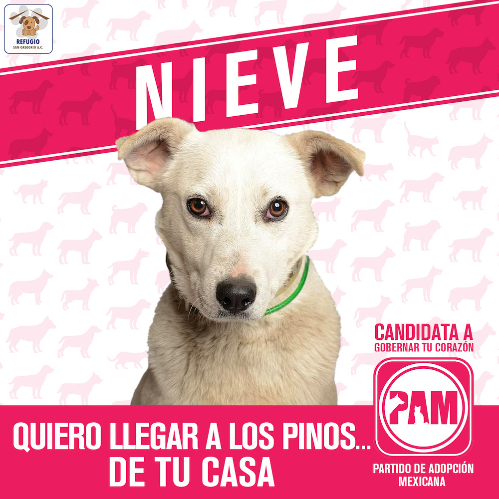 partido-adopcion-mexicana-pam-iniciativa-candidatos-perros-adoptar-refugio-san-gregorio-elecciones-02