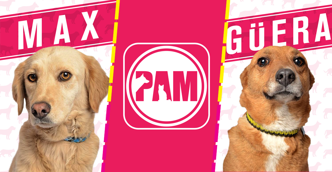 partido-adopcion-mexicana-pam-iniciativa-candidatos-perros-adoptar-refugio-san-gregorio-elecciones