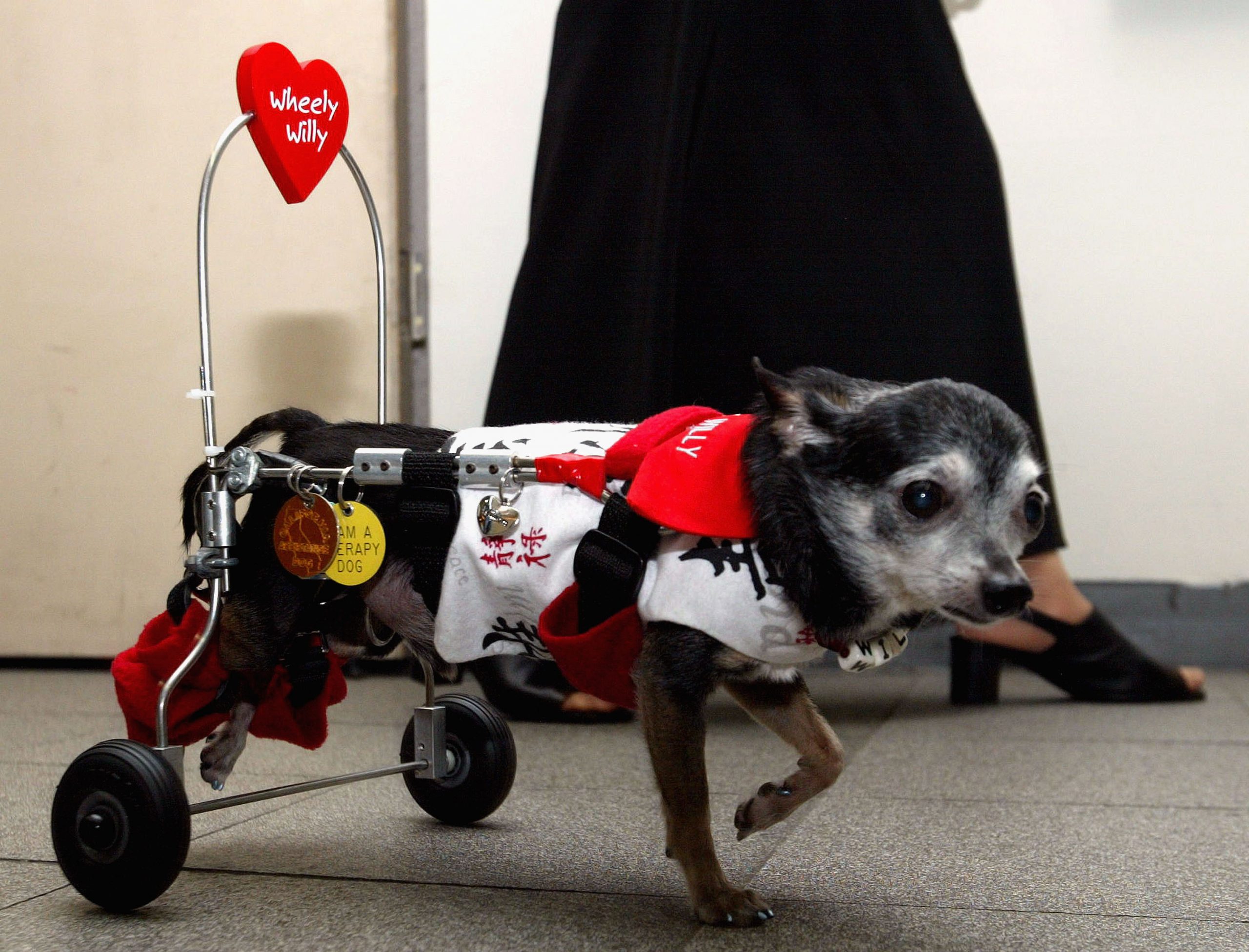 Bombi: La perrita que "vende" mole para pagar su tratamiento del corazón