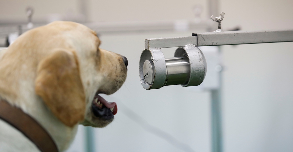 perros-rastreadores-covid-tailandia