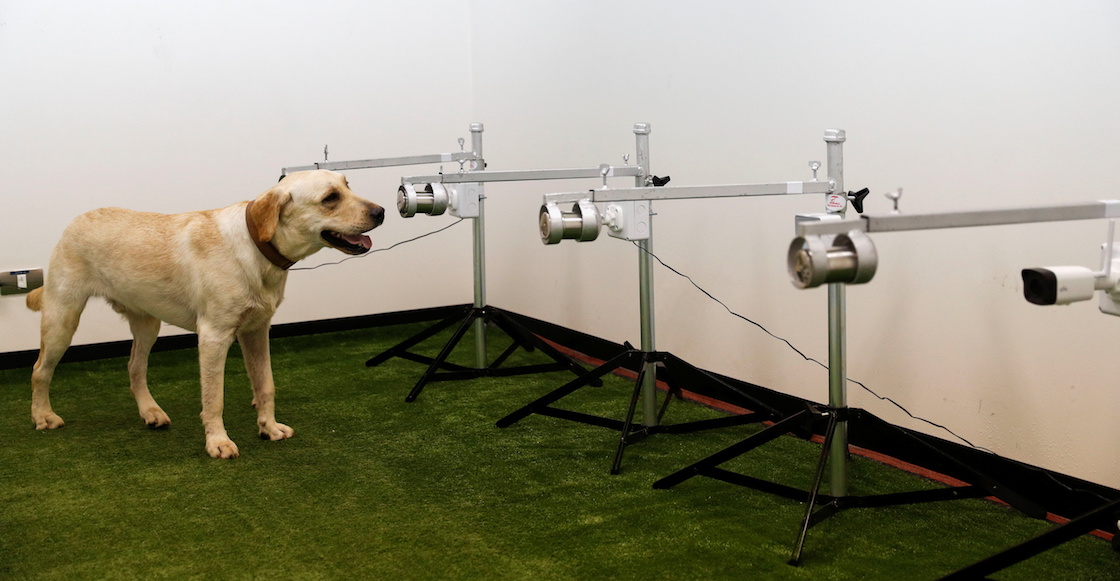 Modernizar Marty Fielding Cabeza Entrenan perros rastreadores para detectar COVID en Tailandia
