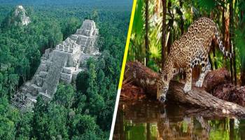 ¡Bien ahí! Belice protege 100 mil hectáreas de Selva Maya para la conservación del jaguar