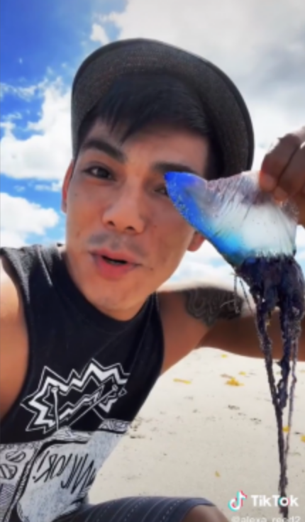 ¿Todo por los likes? Sujeto se graba lamiendo una medusa venenosa 