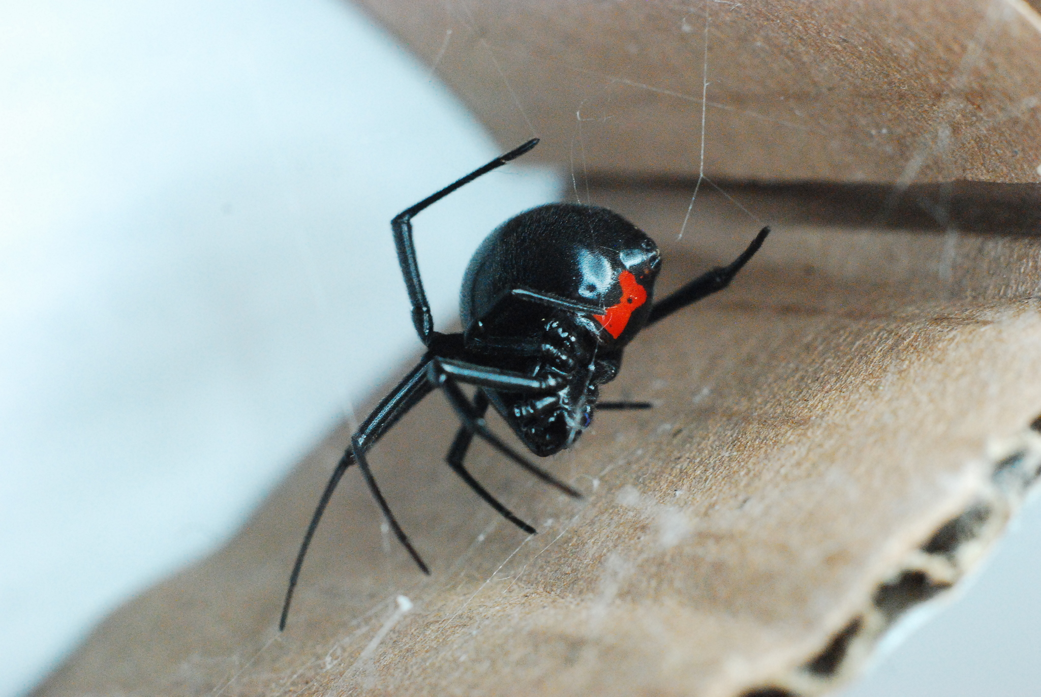 Viuda negra (Latrodectus mactans)