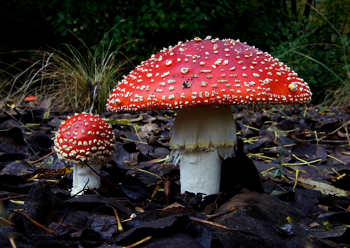 Amanitas como hongo