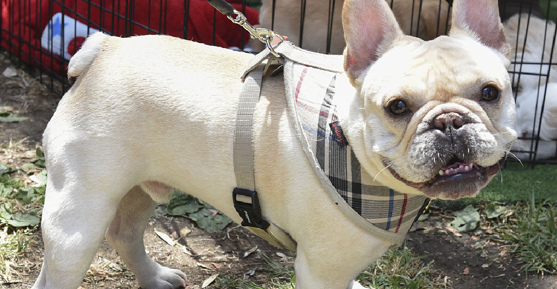 Captan el momento en que sujetos armados le roban su perro a un niño de 10 años