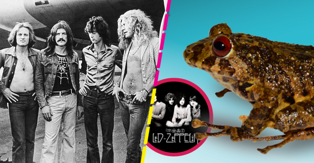 Científicos nombran como Led Zeppelin a una nueve especie de rana