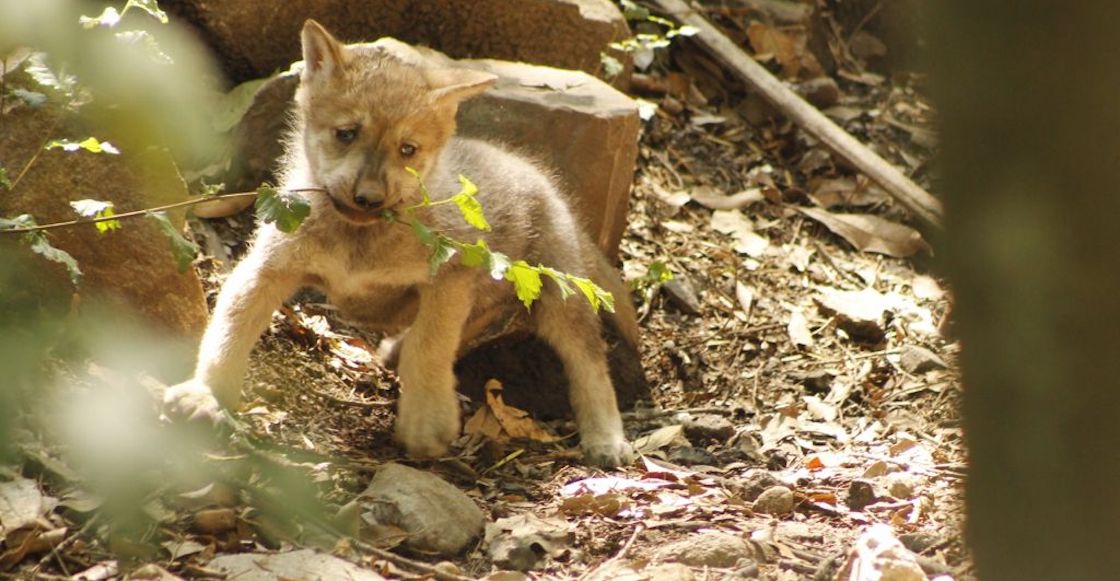 cinco-cachorros-lobo-mexicano-chapultepec