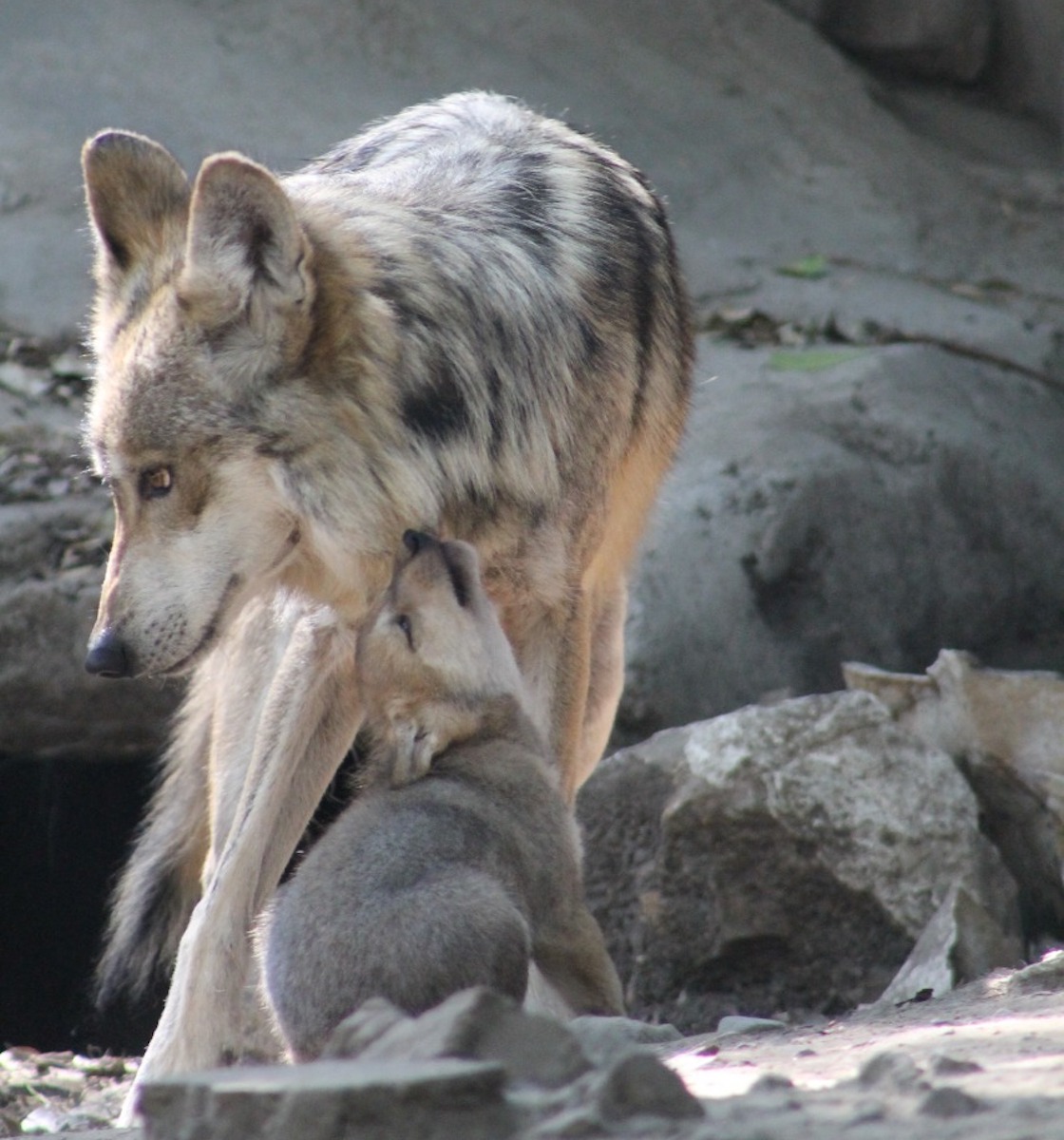 cinco-cachorros-lobo-mexicano-mama-loba