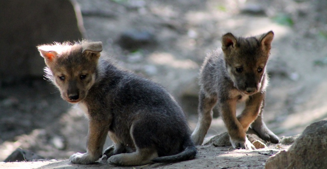 cinco-cachorros-lobo-mexicano-nace-zoologico-chapultepec-cdmx