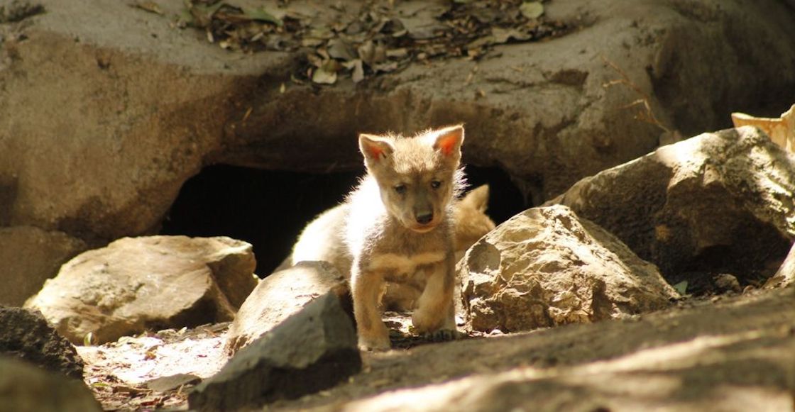 cinco-cachorros-lobo-mexicano-nacen-chapultepec