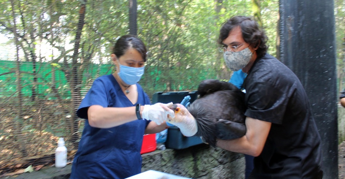 condor-california-zoologico-chapultepec-cdmx