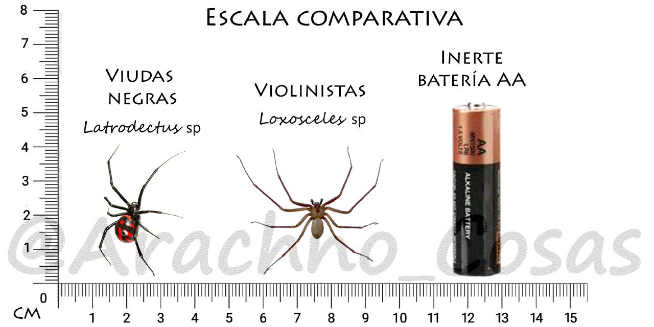 escala-comparativa-viuda-violinista