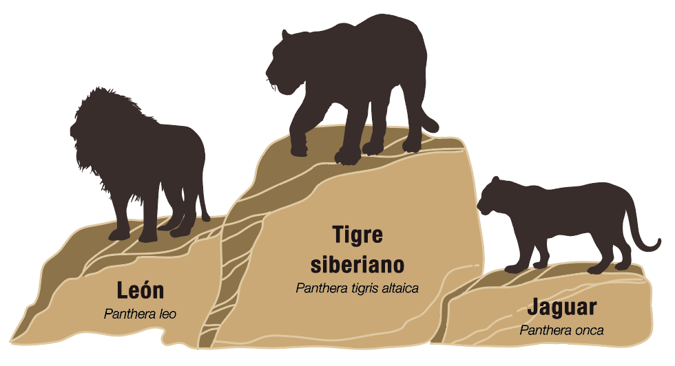 grandes_felinos