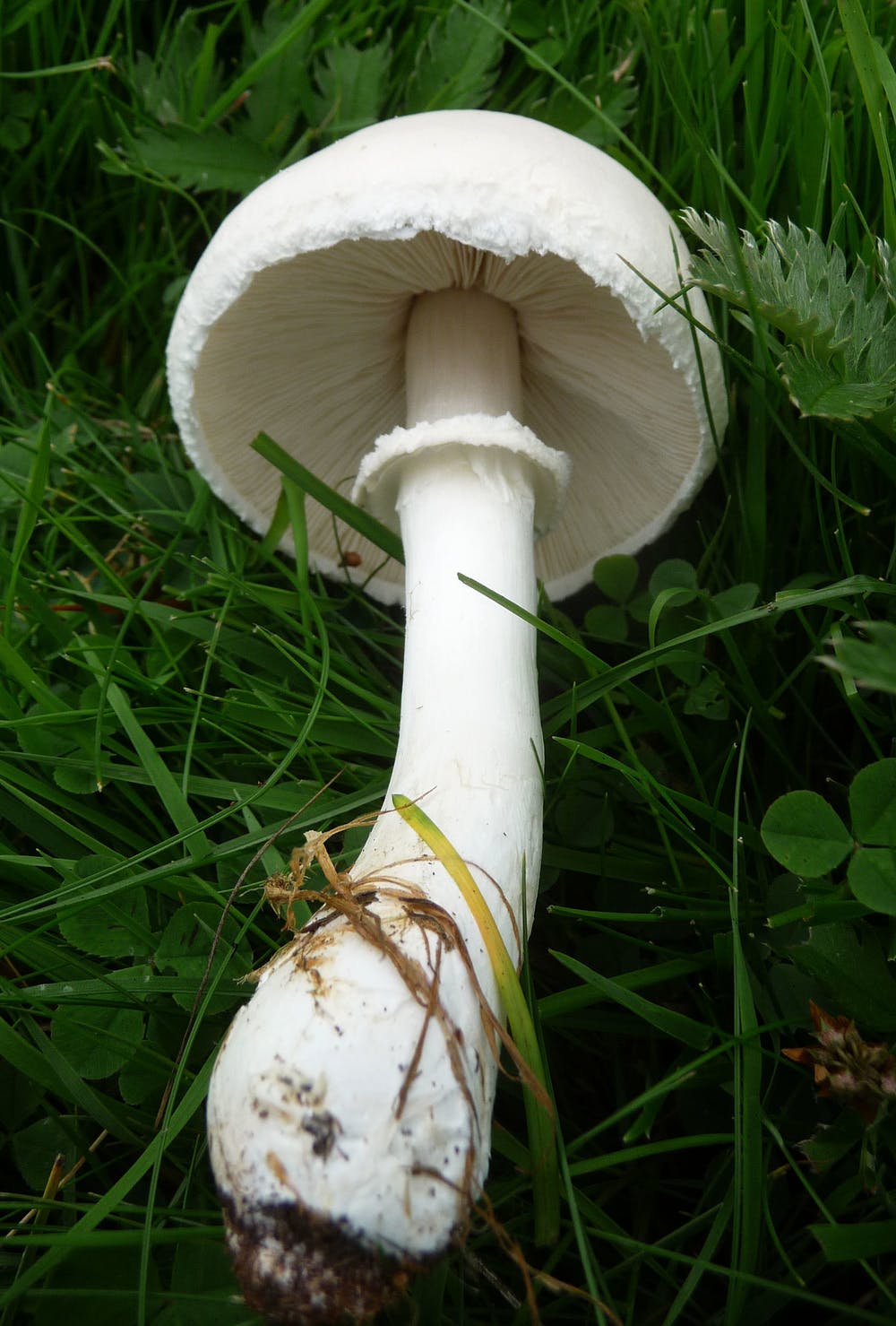 Amanita Virosa