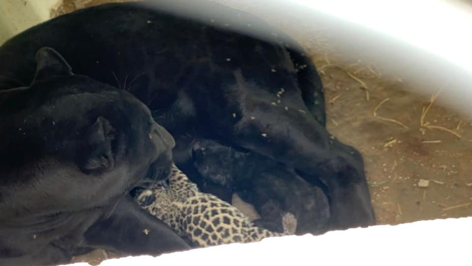 jaguares-bebes-slp