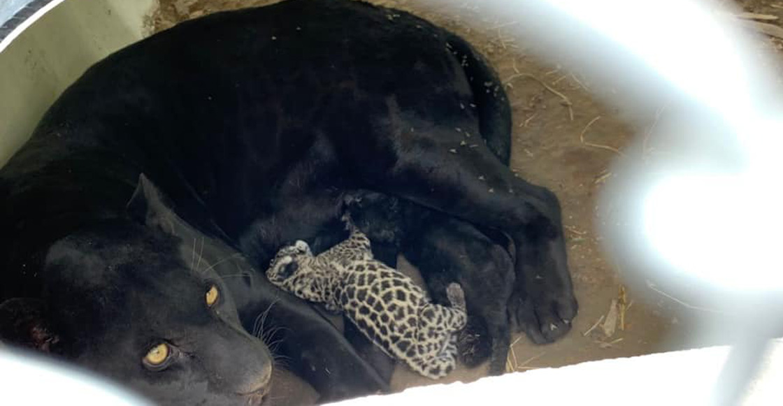 jaguares-san-luis-potosi