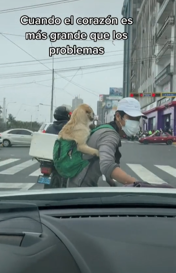 Awww: Joven sale a trabajar con su perrito en la espalda y se vuelve viral