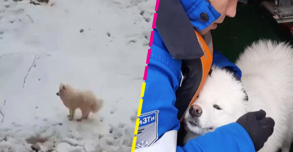 ¡Héroes sin capa! Marineros rusos rescatan a una perrita que estaba perdida en el Ártico