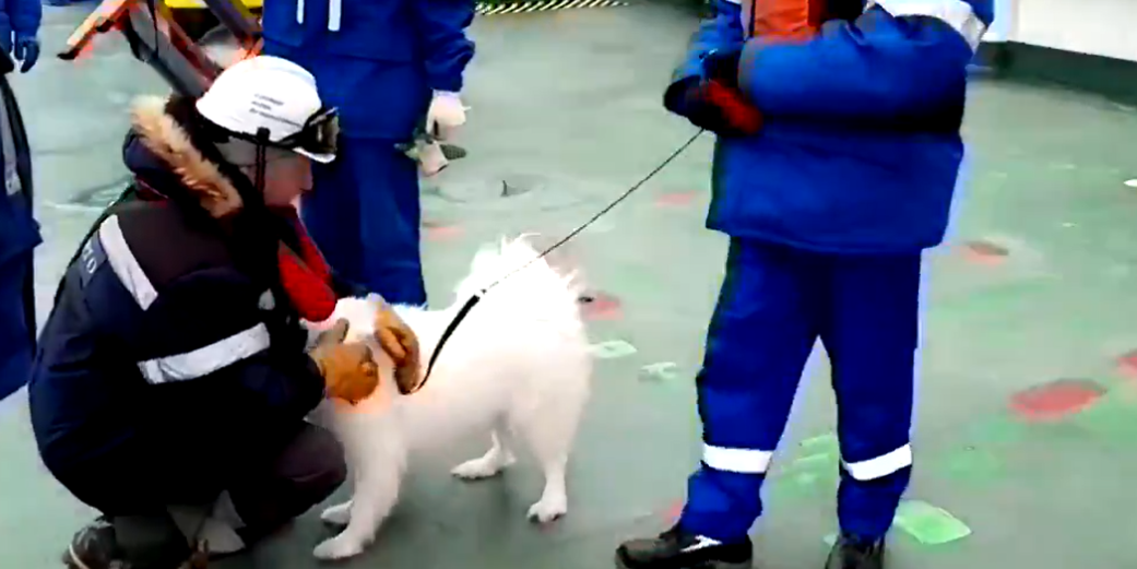 ¡Héroes sin capa! Marineros rusos rescatan a una perrita que estaba perdida en el Ártico