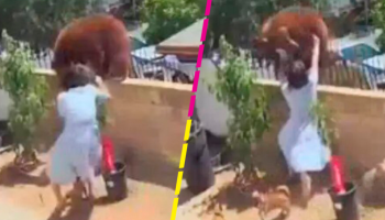 Valiente nivel: Mujer enfrenta y empuja a un oso que quería atacar a sus perritos