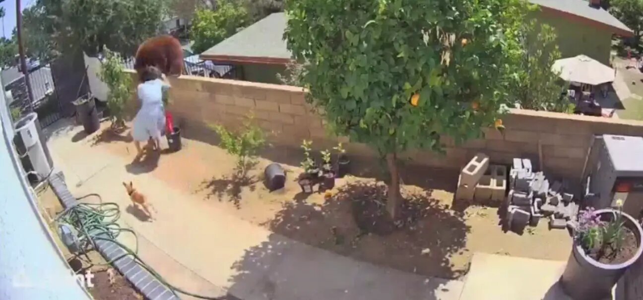 Mujer enfrenta y empuja a un oso que quería atacar a sus perritos