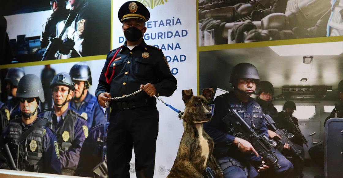 nombre-perrito-adoptado-policia-cdmx