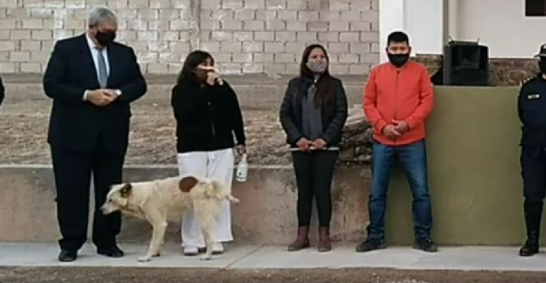 Un perrito orinó a una presidenta municipal de Argentina en pleno discurso