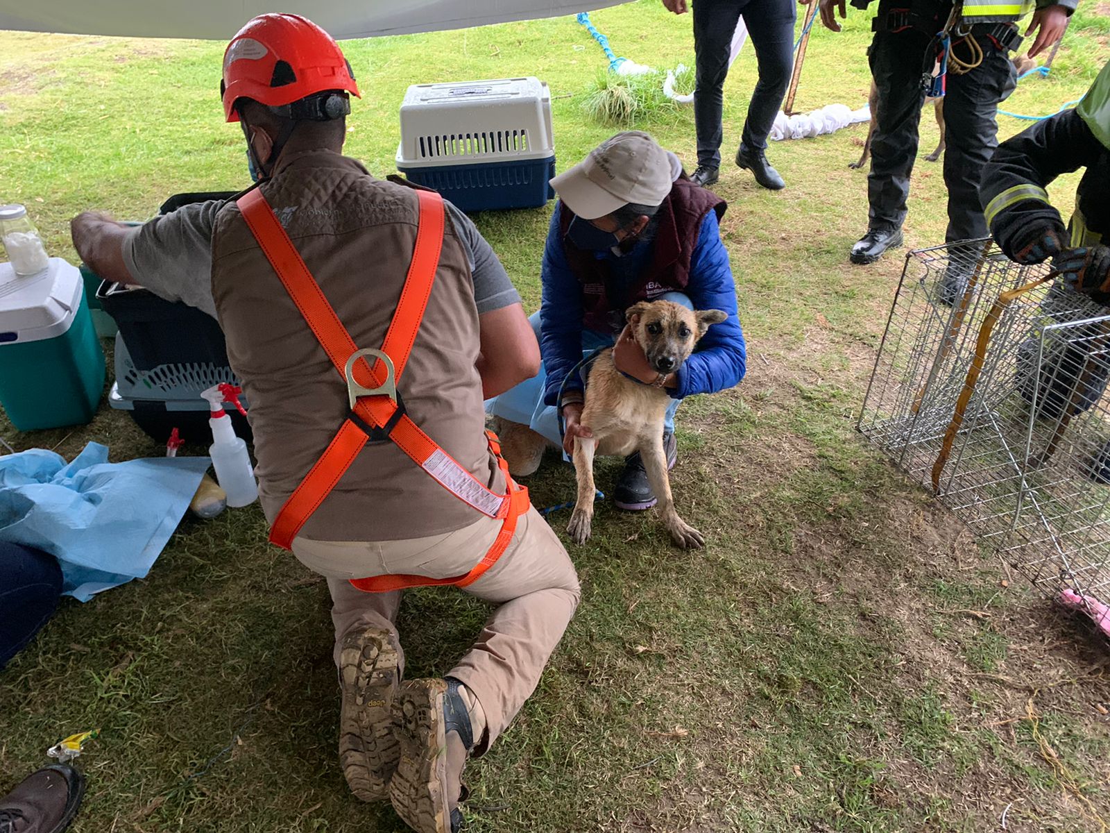 perritos-puebla-socavon-santa-maria