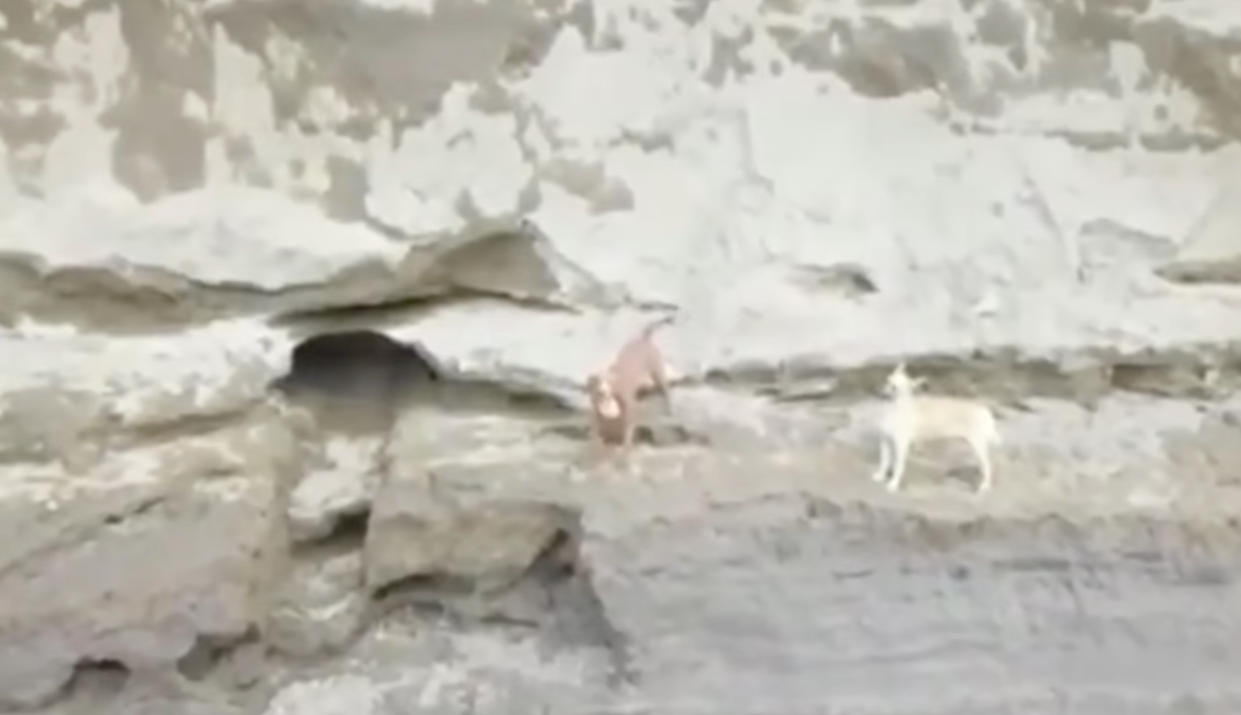 Video capta a perritos atrapados en socavón de Puebla: ¿Por qué no los han rescatado?