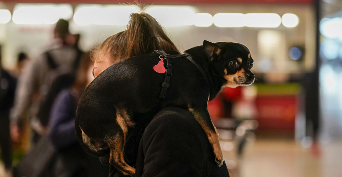 perros-viajes-estados-unidos-aeropuerto