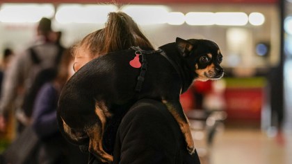 perros-viajes-estados-unidos-aeropuerto