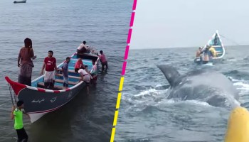 Pescadores encuentran 'tesoro millonario' en una ballena en Yemen
